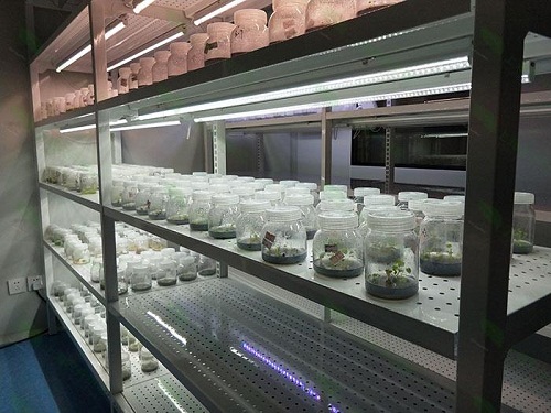 雄县植物组织培养实验室设计建设方案